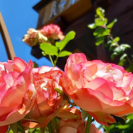 Wurzrainer Вестендорф