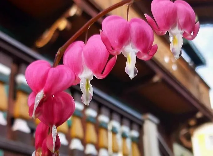 Wurzrainer Apartment *