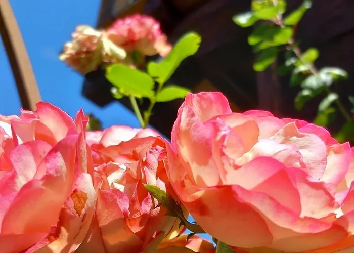 Wurzrainer Westendorf